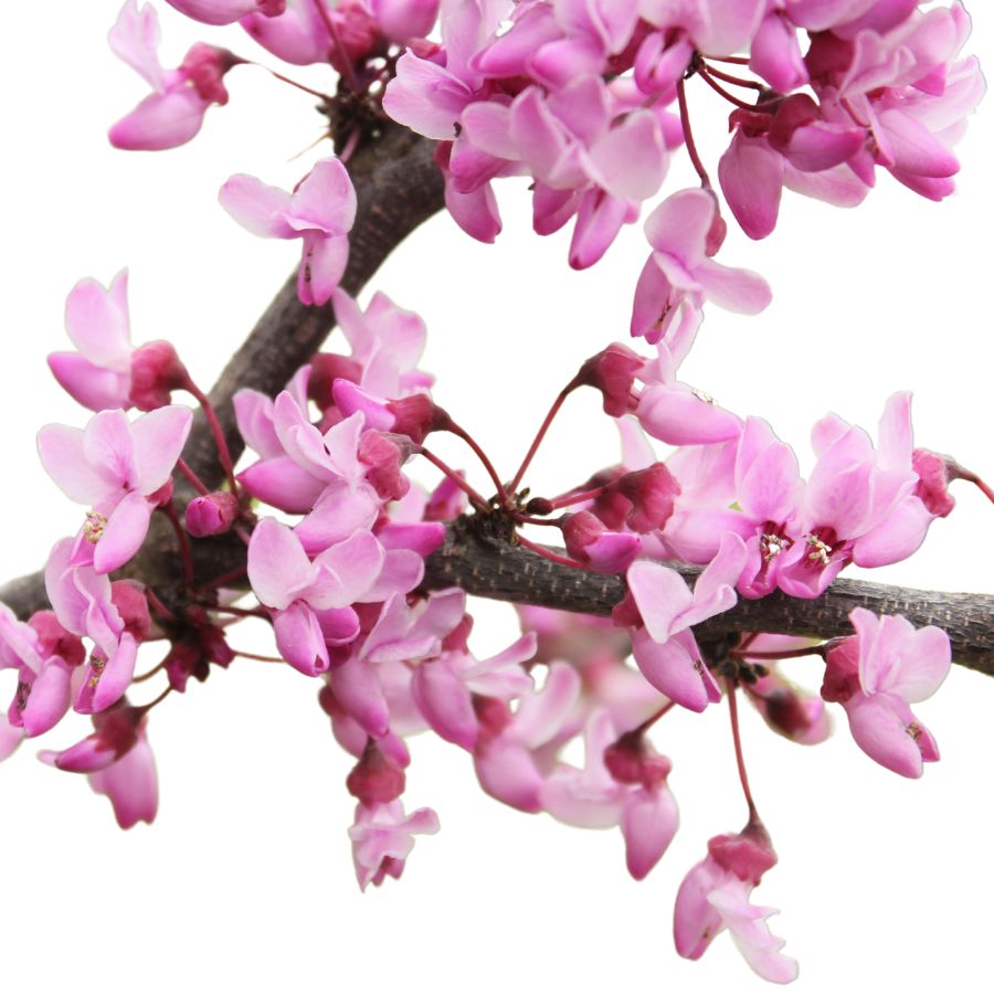 several pink flowers on branches