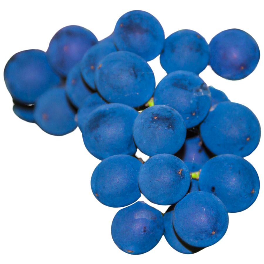 several bluish fox grapes