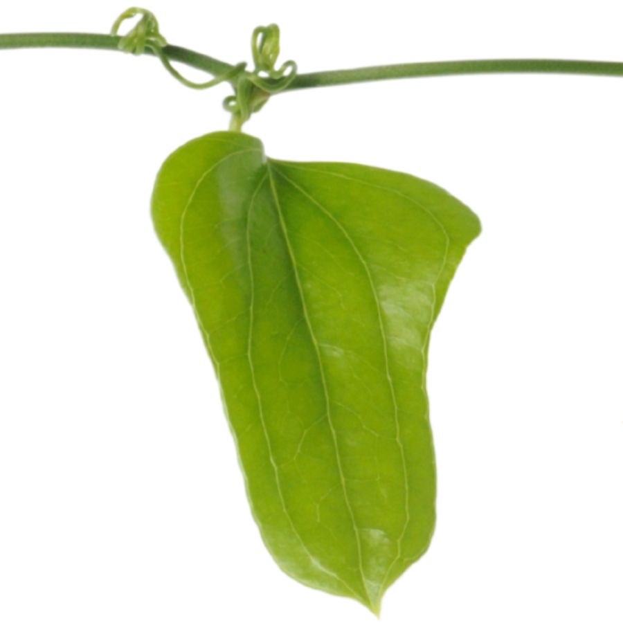 pointed greenbrier leaf on a vine