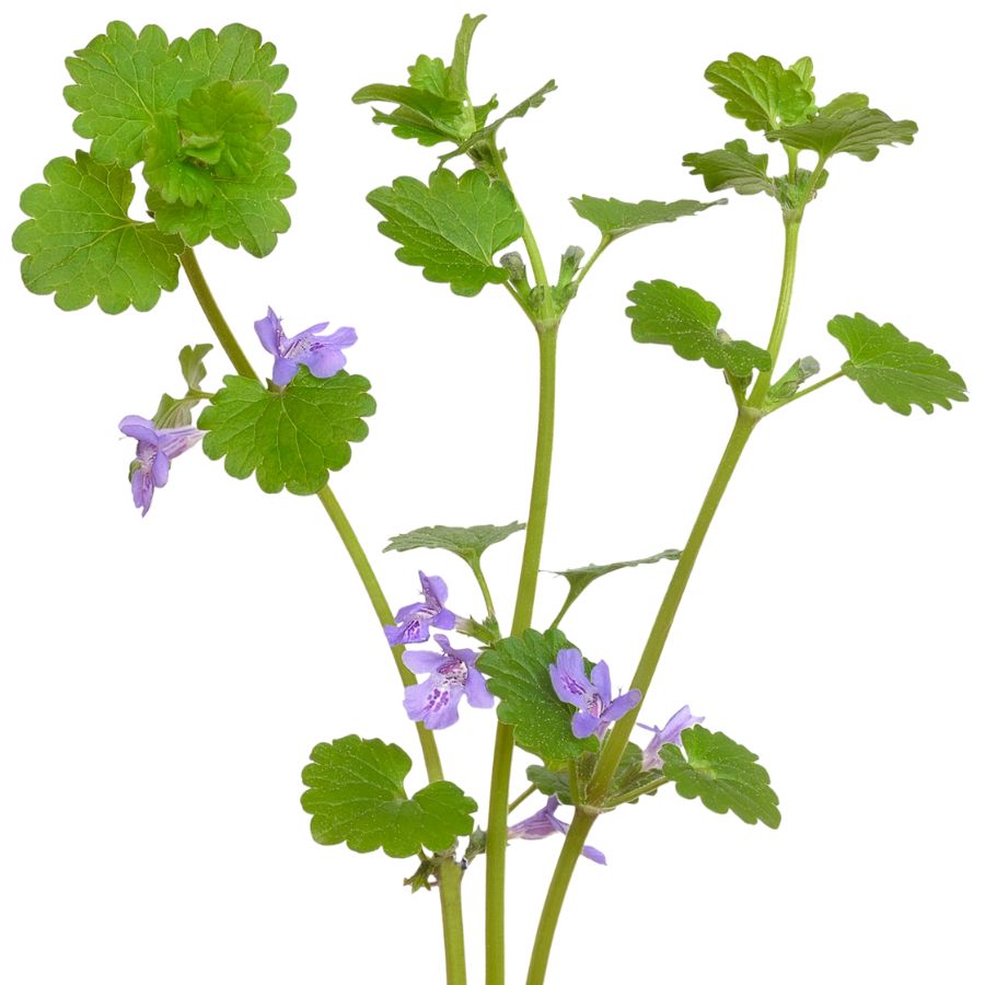 three ground ivy stems with round leaves and purple flowers