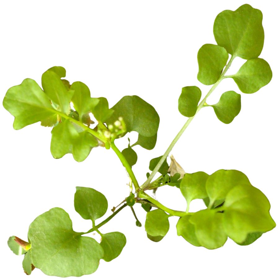 green hairy bittercress plant