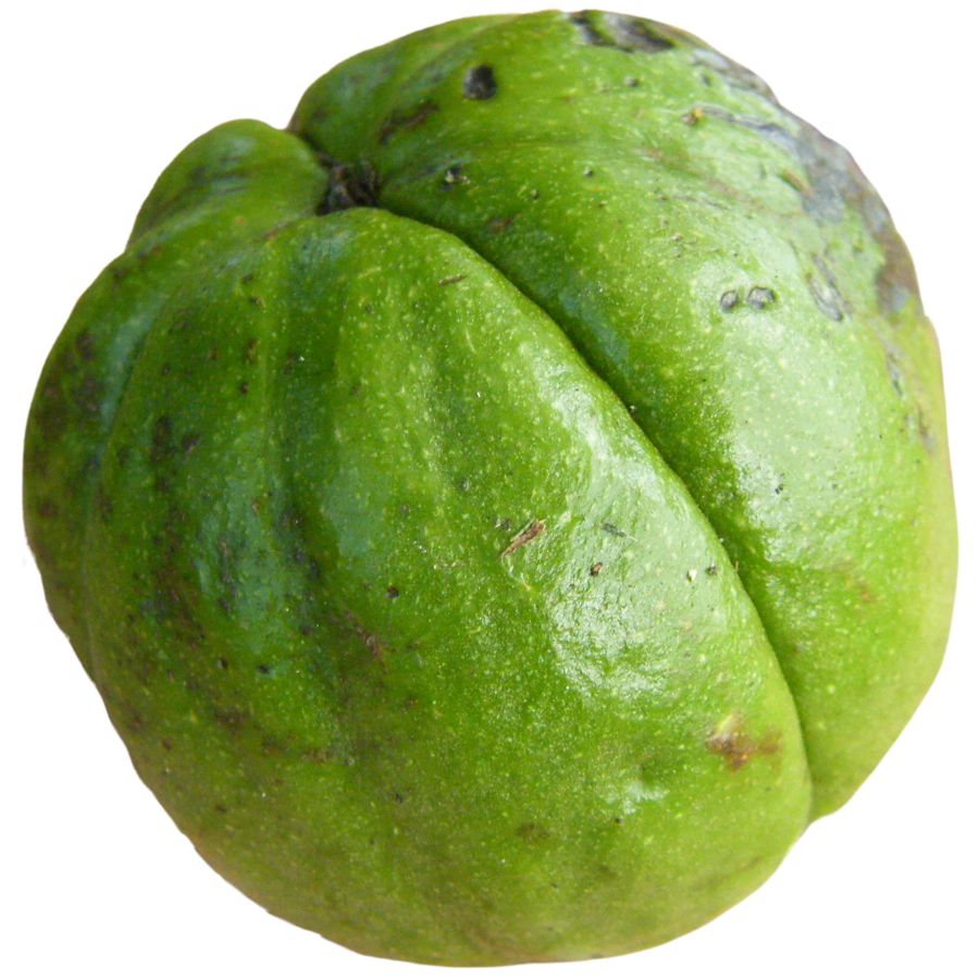 green hickory fruit nut