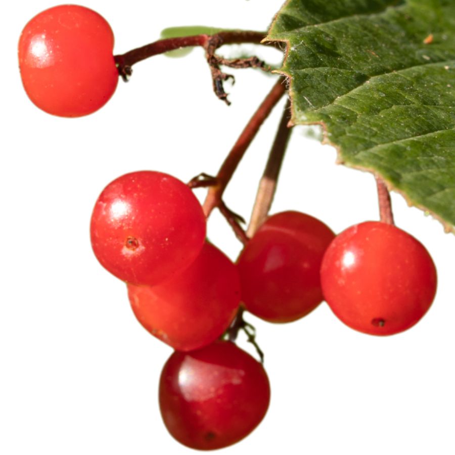 several red highbush cranberries