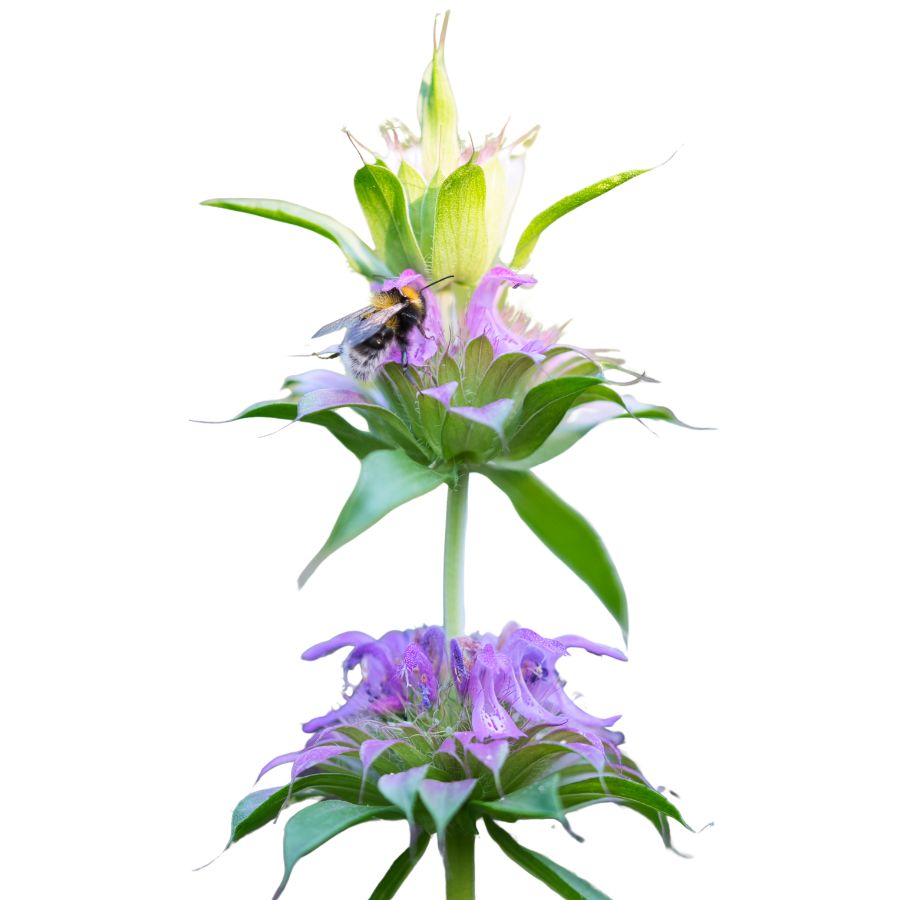 purple horsemint flowers