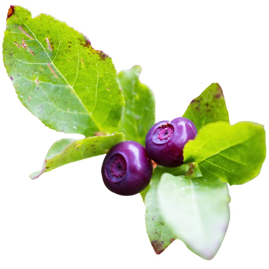 two red-purple huckleberries with green leaves