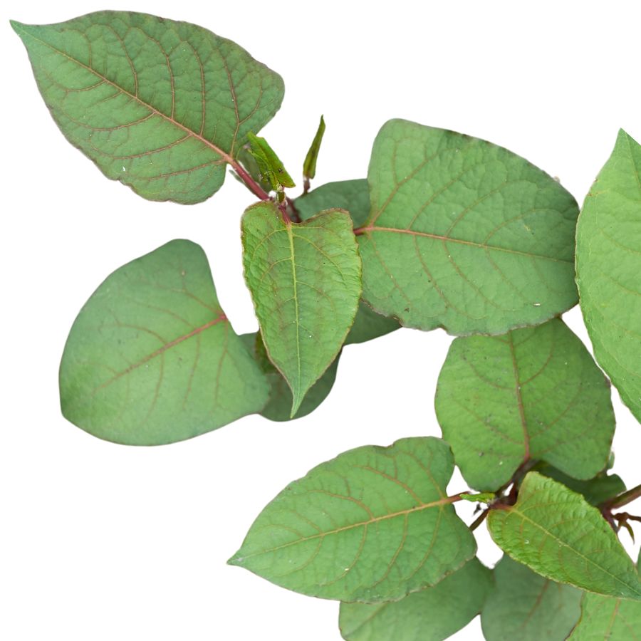 several green Japanese knotweed leaves