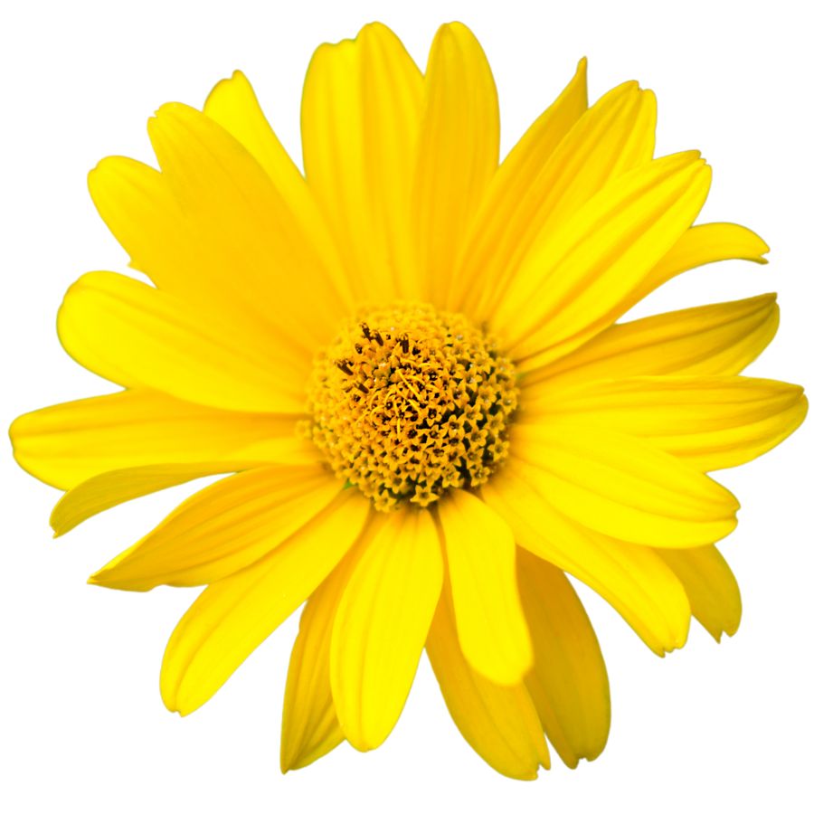 yellow Jerusalem artichoke flower