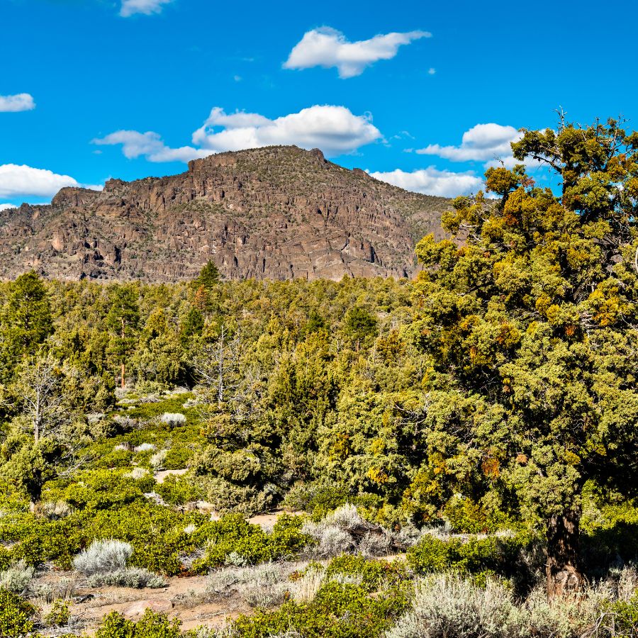 forest and mountain
