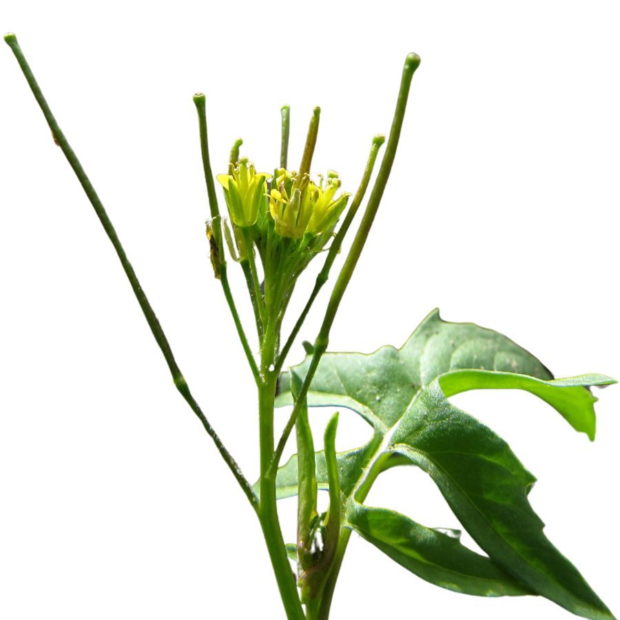 London rocket flower and leaves