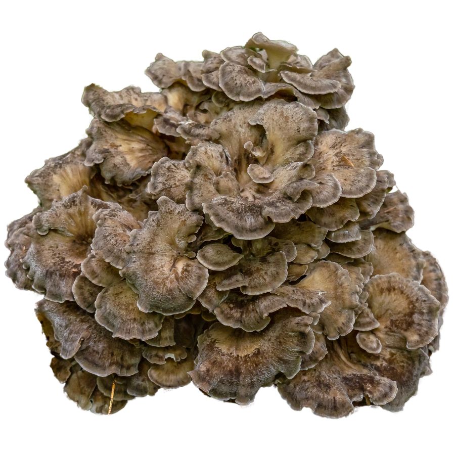 brown maitake mushrooms in a cluster