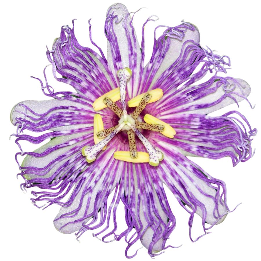 purple maypop flower