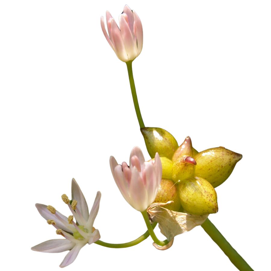 meadow garlic with flowers