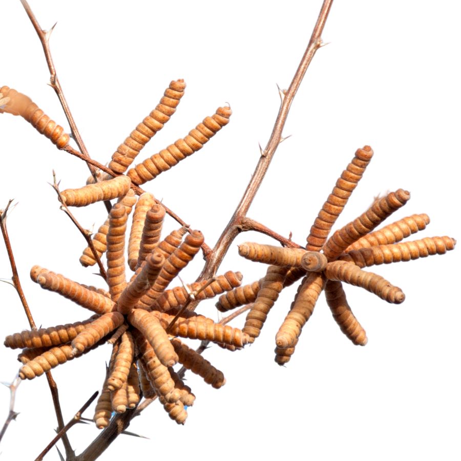 several mesquite seed pods
