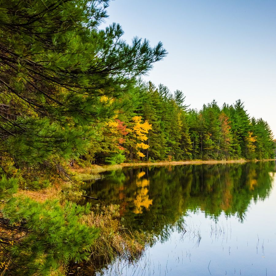 trees along a lakeshore