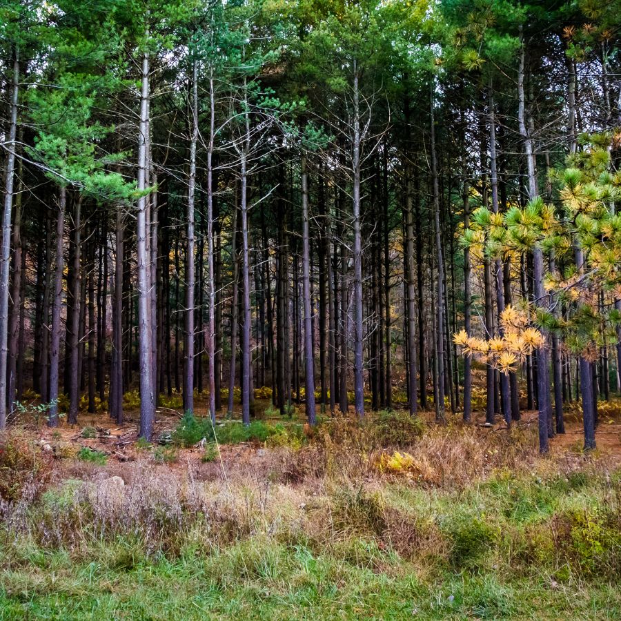 forest clearing with trees