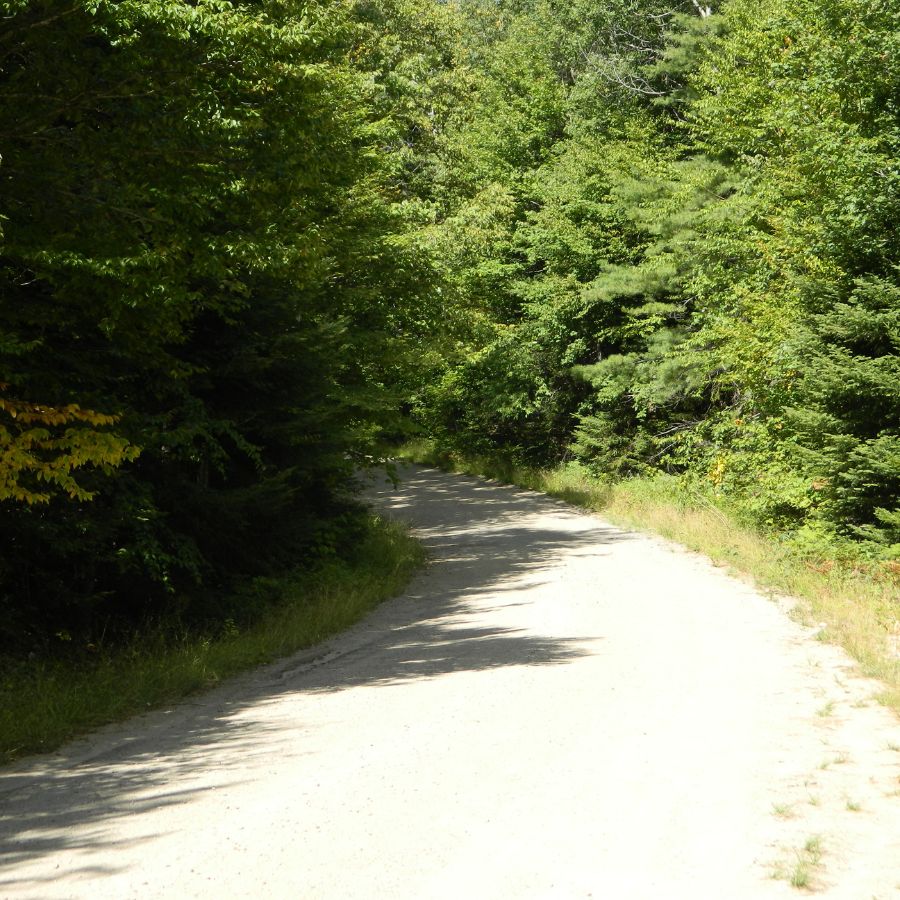 foot trail leading into a forest