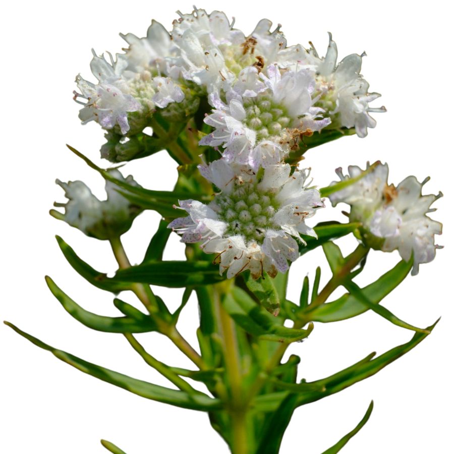 several white mountain mint flowers
