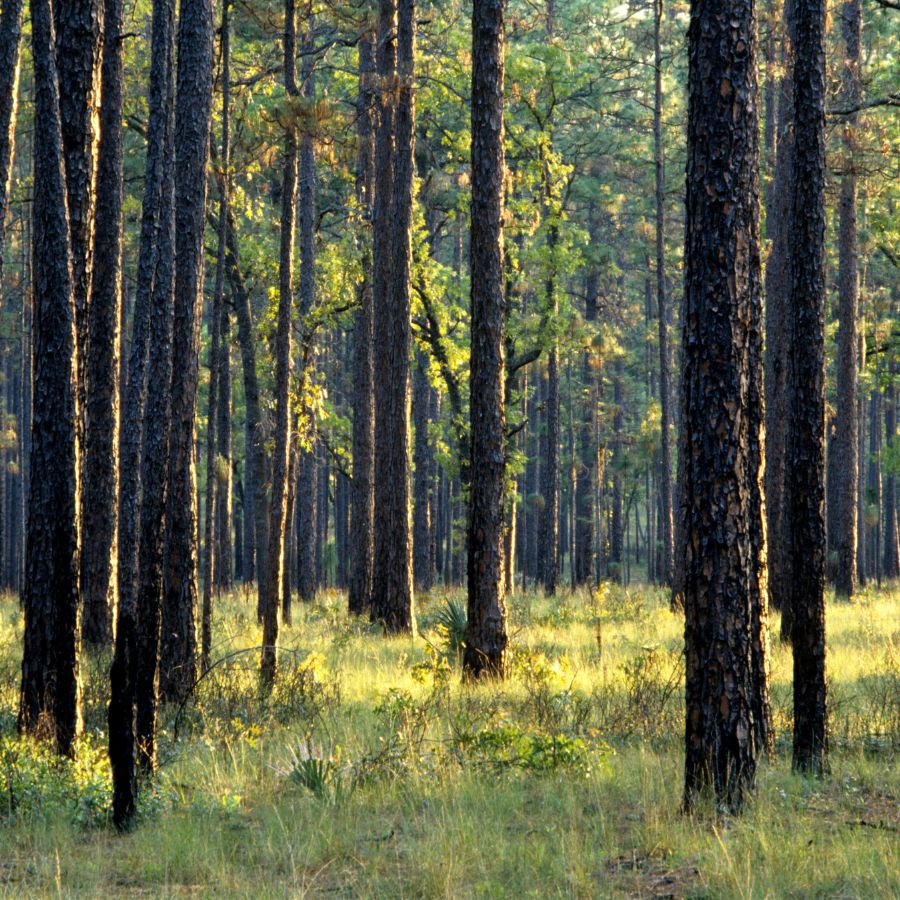 forest trees and undergrowth