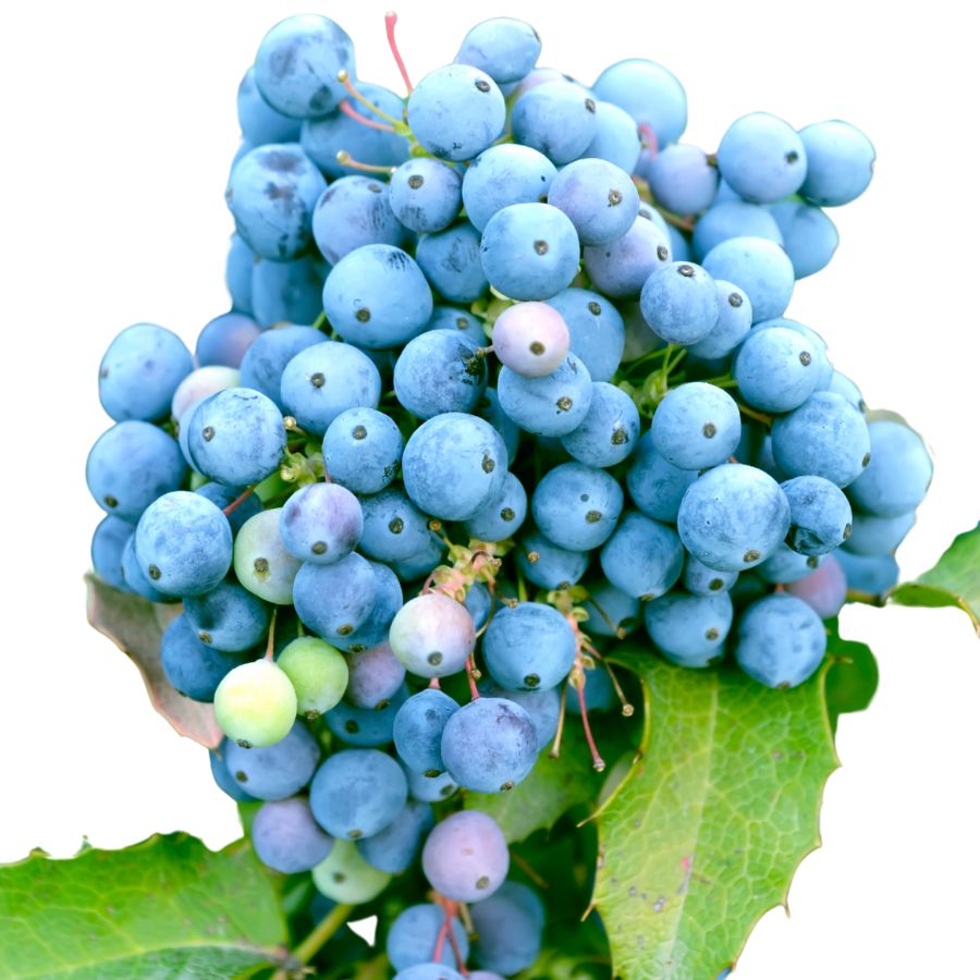 several blue-purple Oregon grapes in a bunch