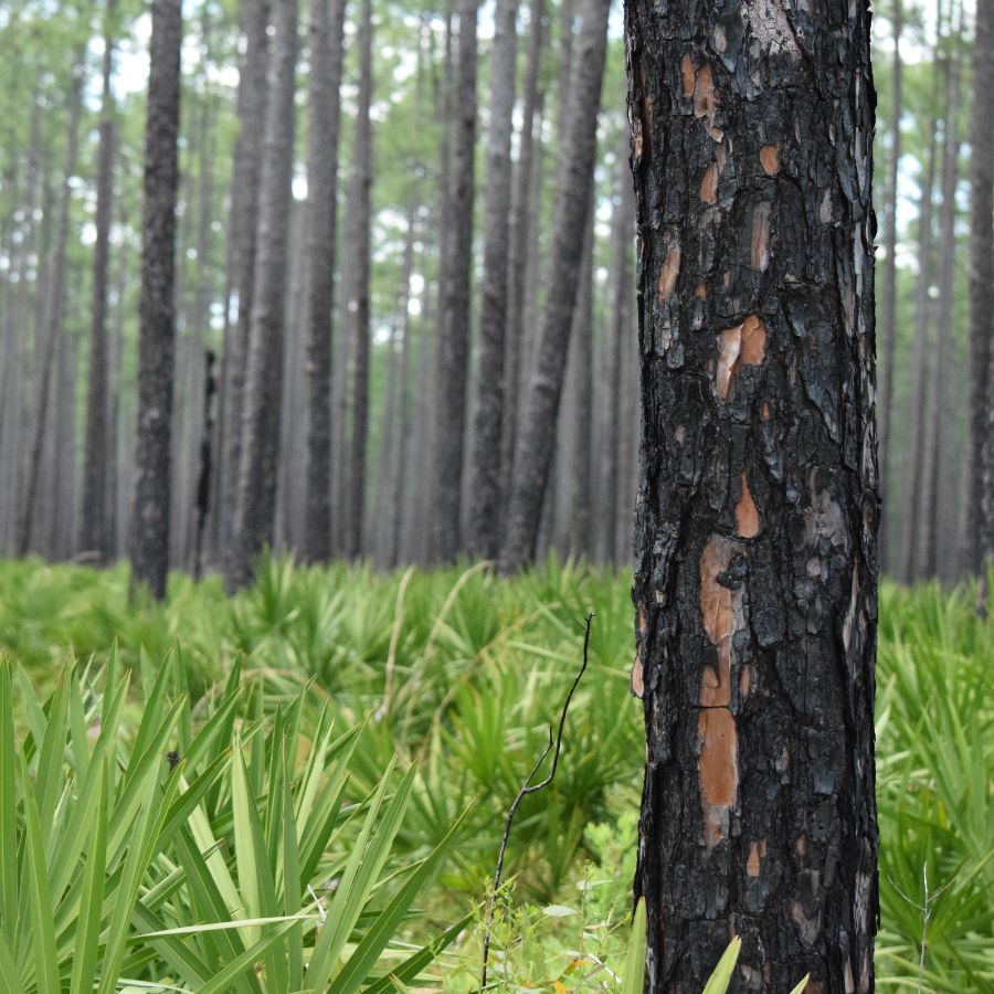 trees and plants in a forest