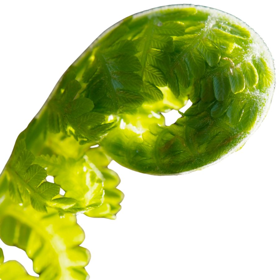 green young ostrich fern fiddlehead