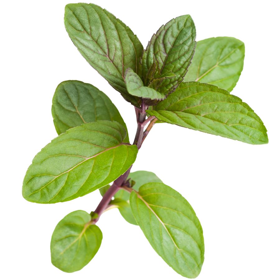 several peppermint leaves on a stalk