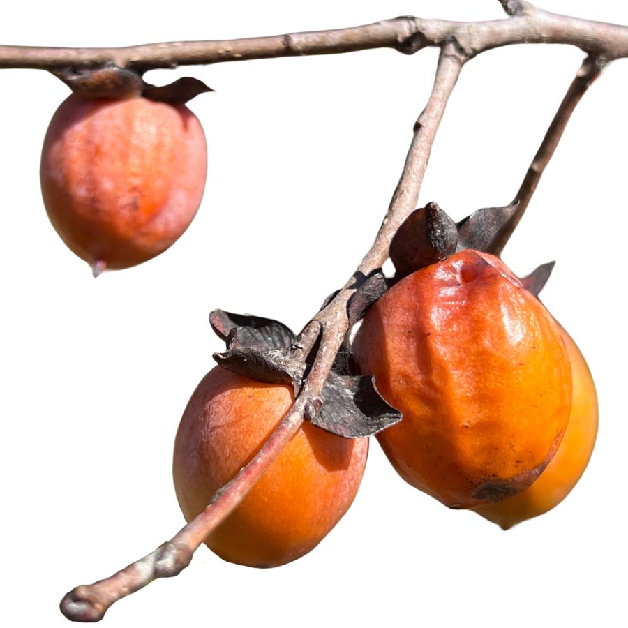 four orange persimmon fruits on branches