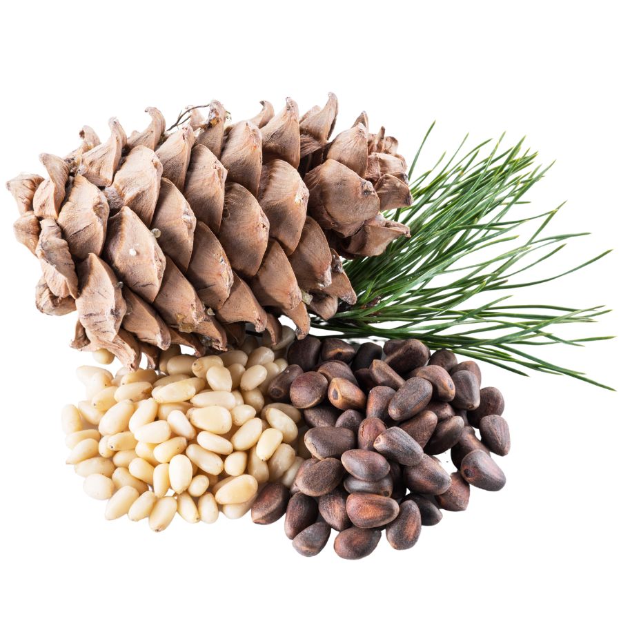 pinecone, pine nuts, and pine needles