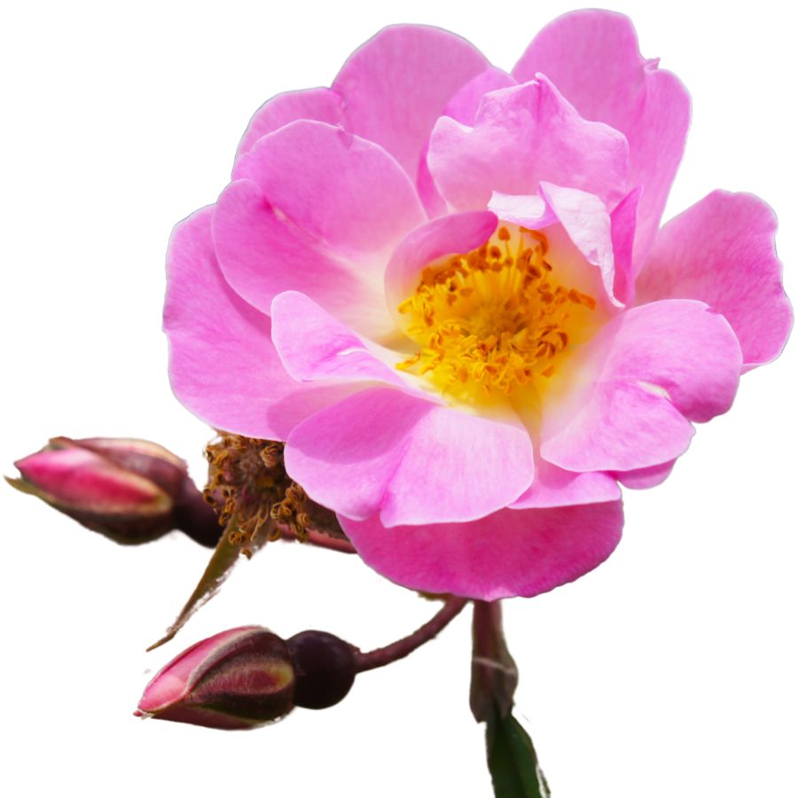 pink prickly wild rose with golden center