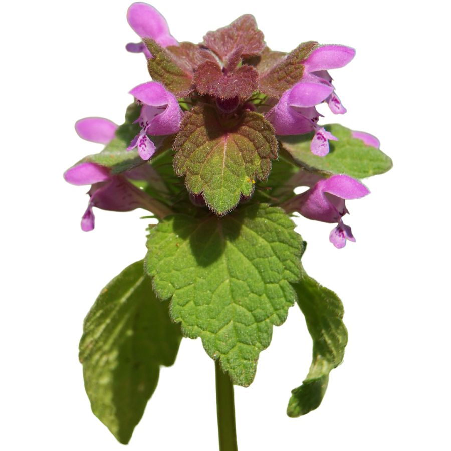 purple flowers and green leaves of purple deadnettle