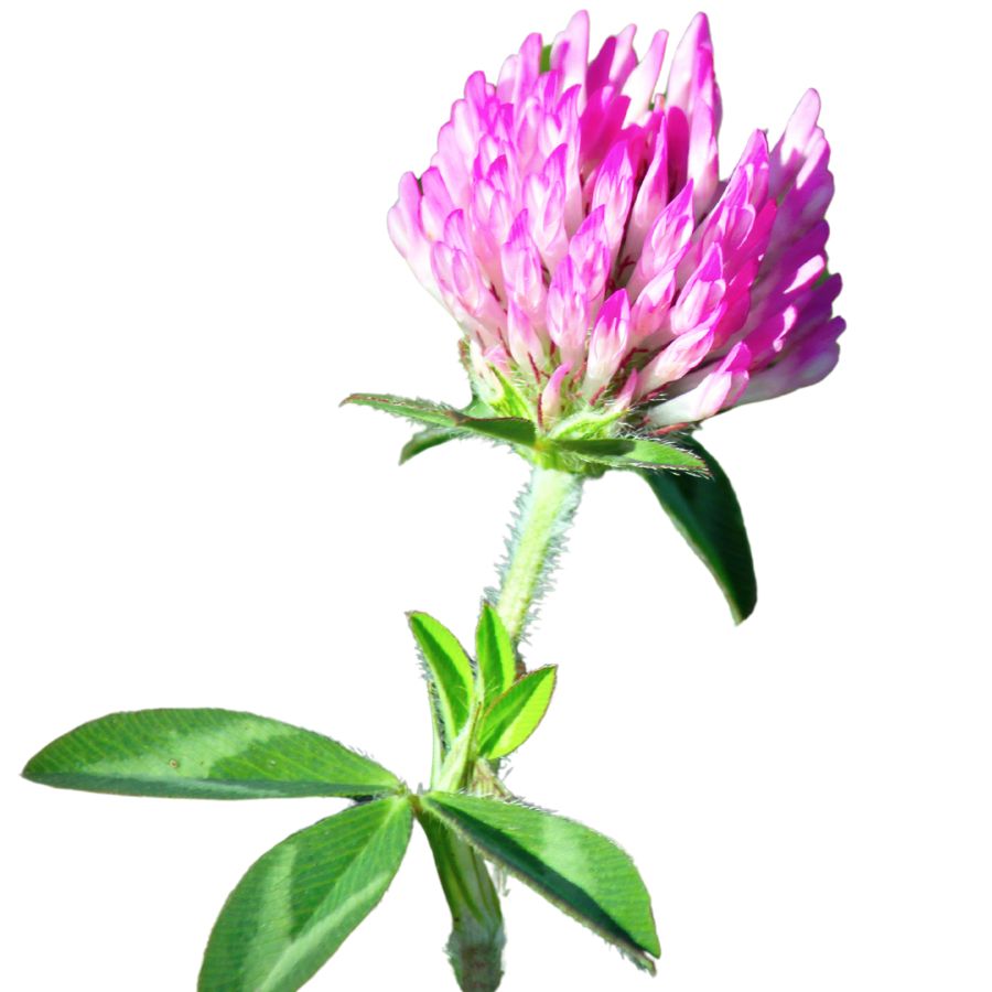 red clover leaves with purple flower
