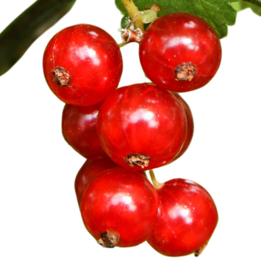 several red currant berries