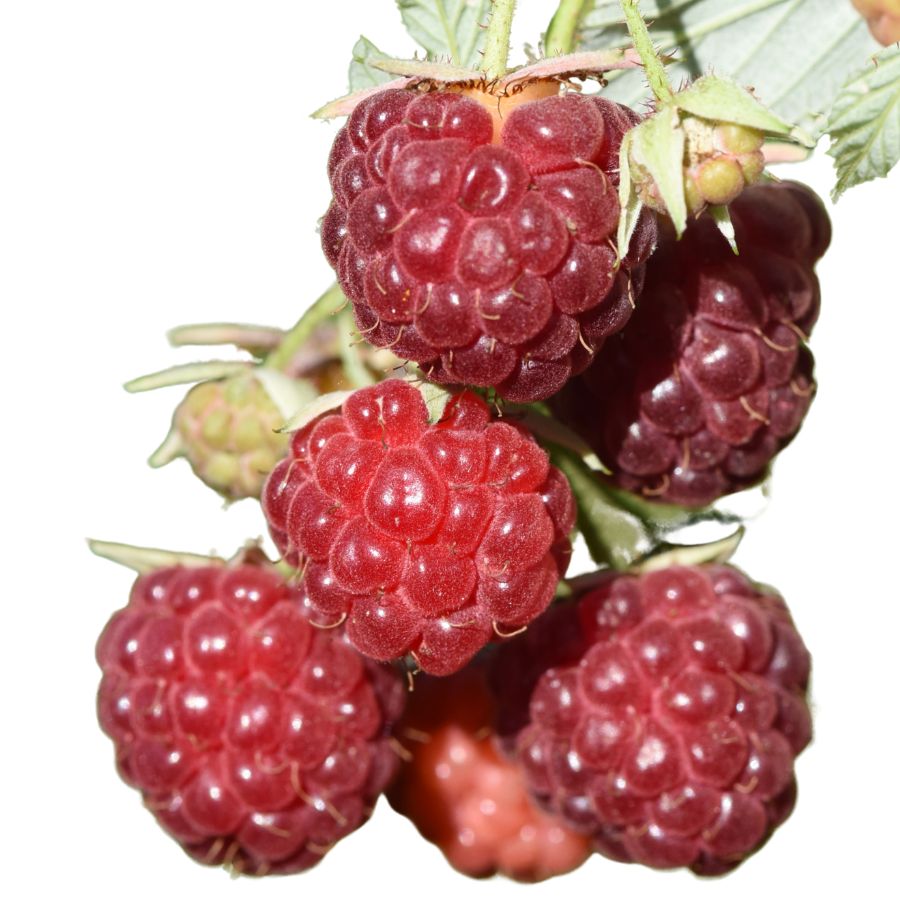 five red raspberries in a bunch