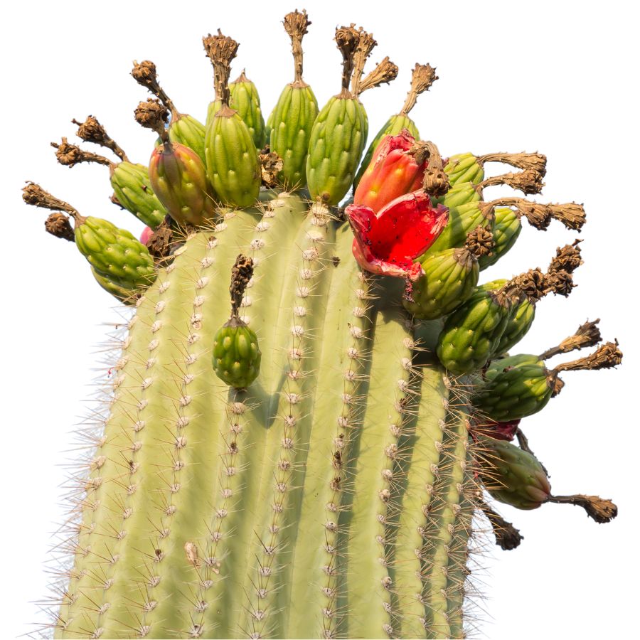 saguaro cactus with fruits