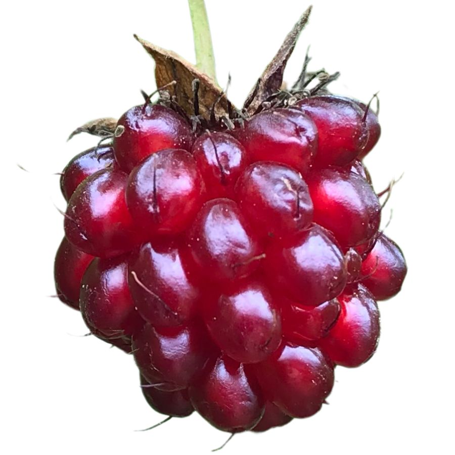 deep red salmonberry fruit