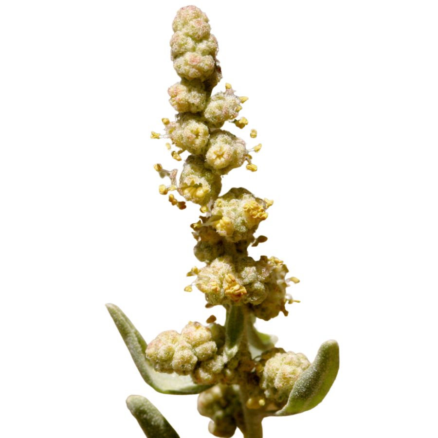 saltbush stalk