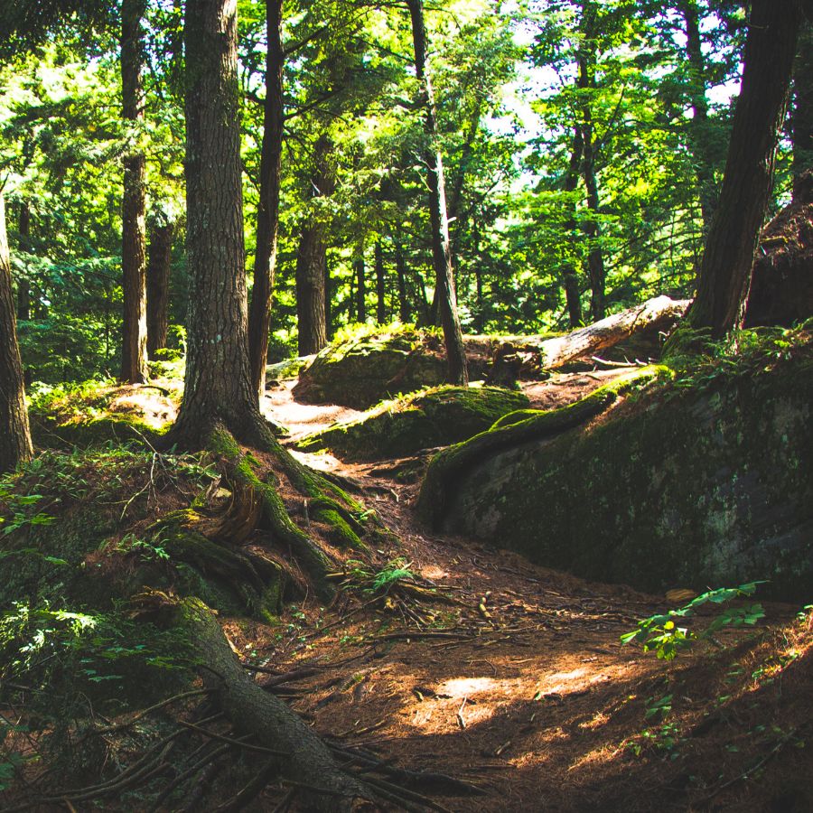 shaded dirt trail in a forest