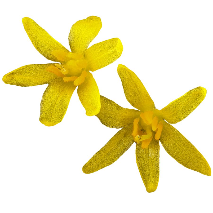 two bright yellow sassafras flowers
