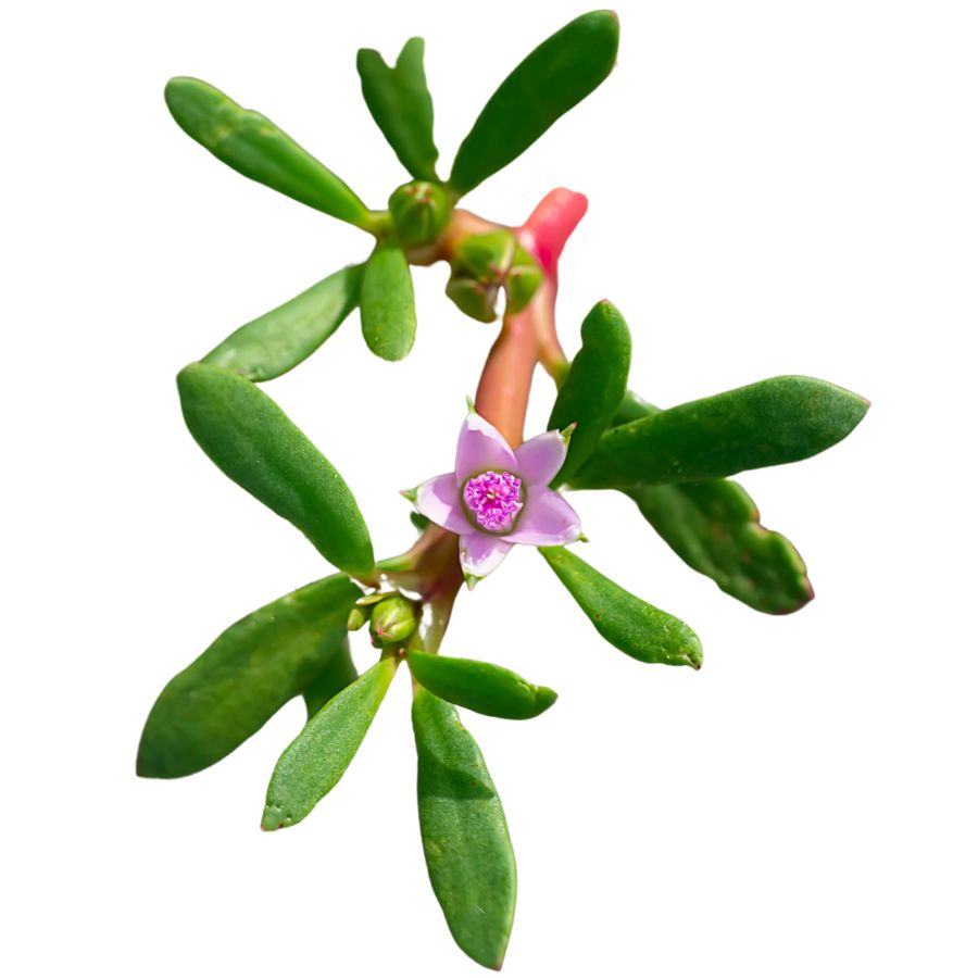 green leaves, red stems, and pink flower of sea purslane