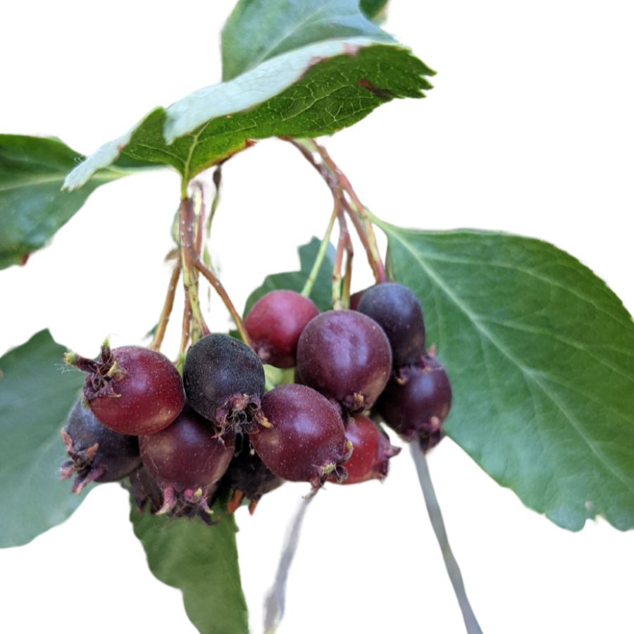 Serviceberries on leafy branch