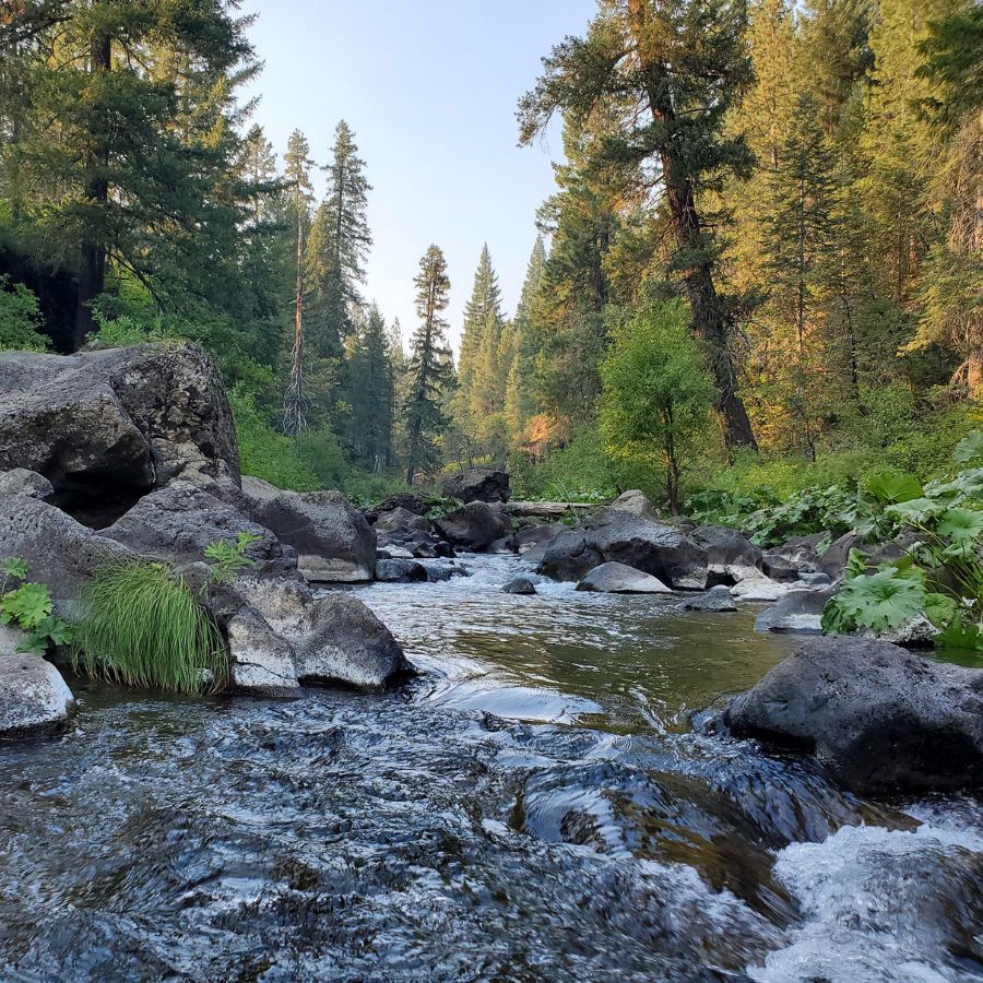 rocky creek in a forest
