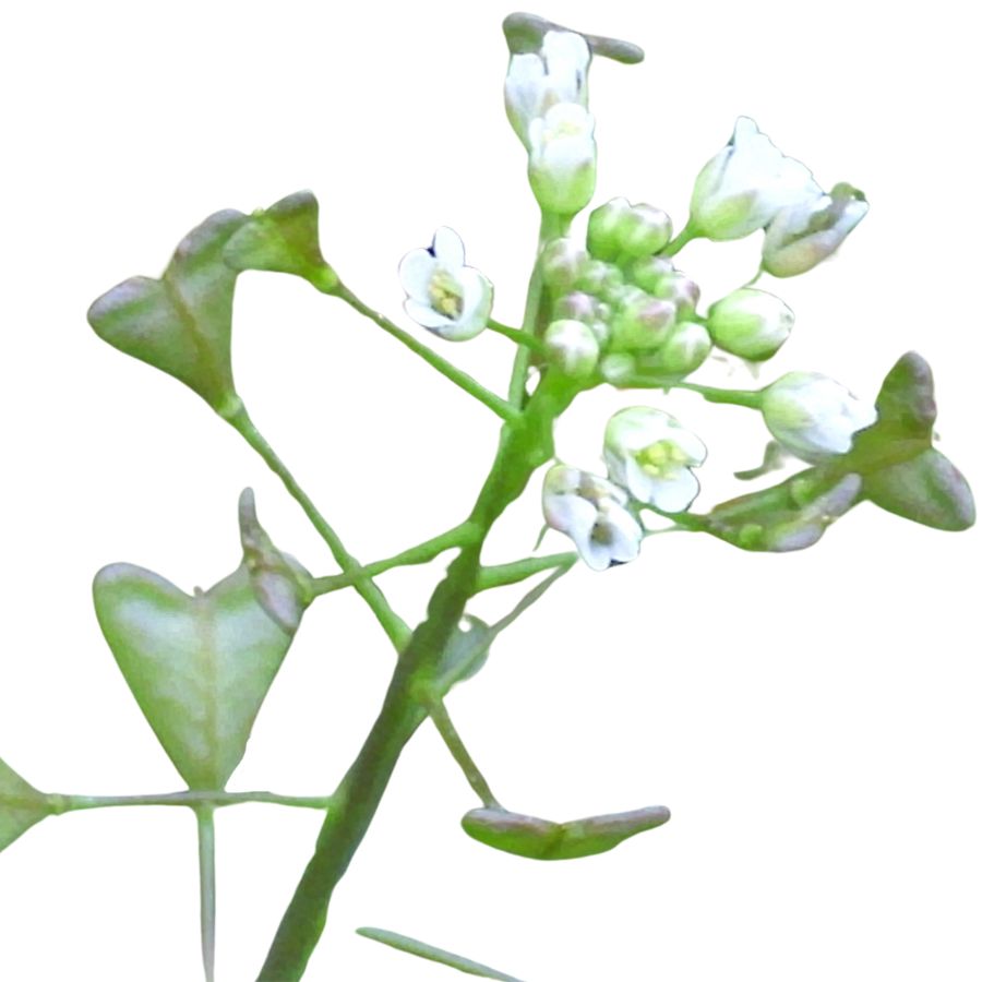 shepherd's purse plant with white flowers and green leaves
