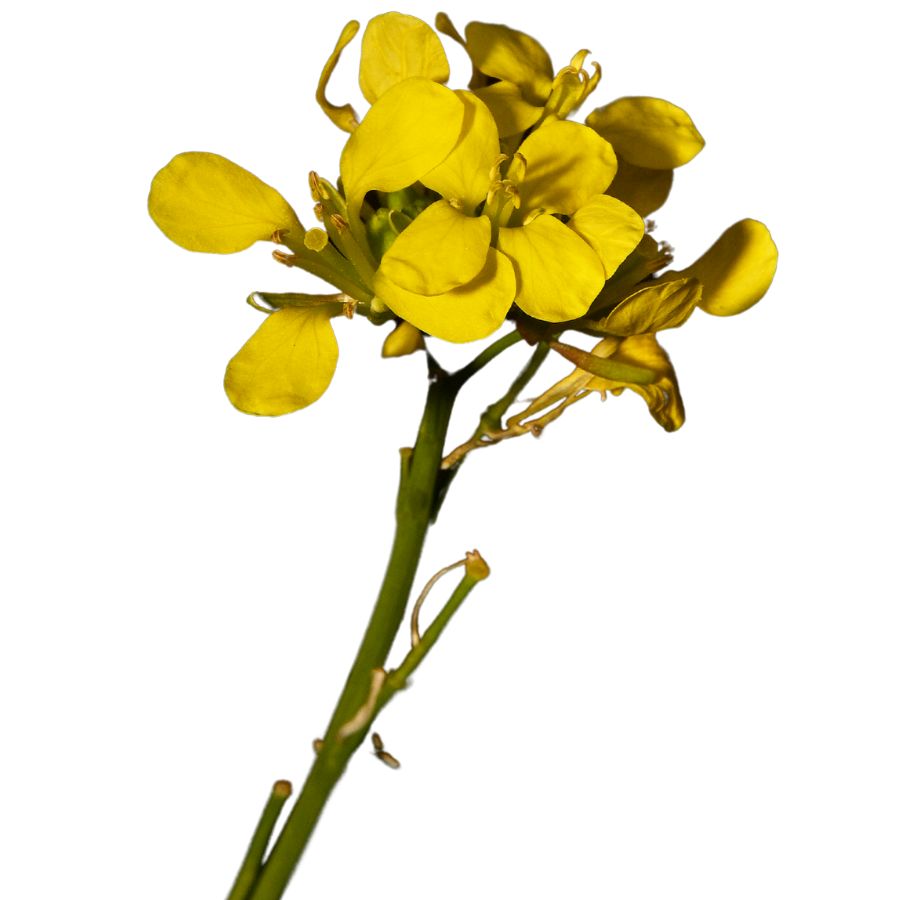 yellow shortpod mustard flower