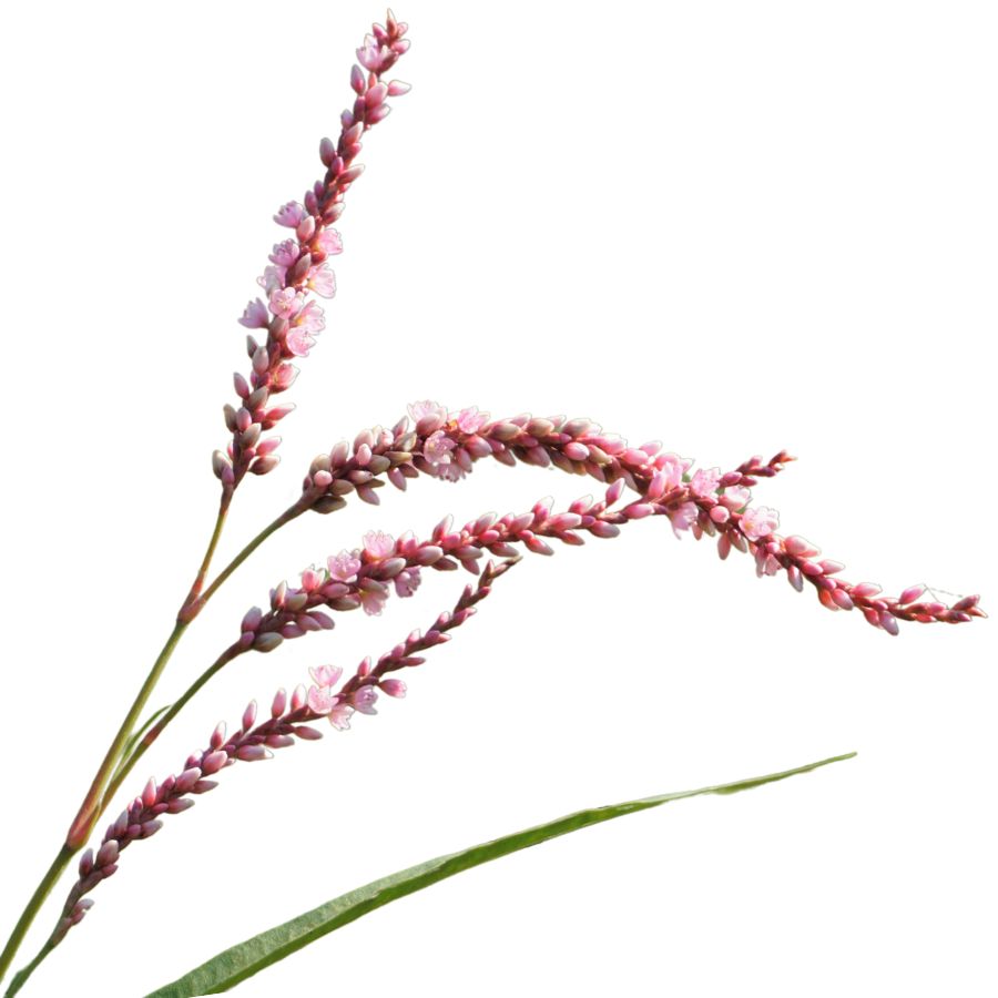 four smartweed stalks