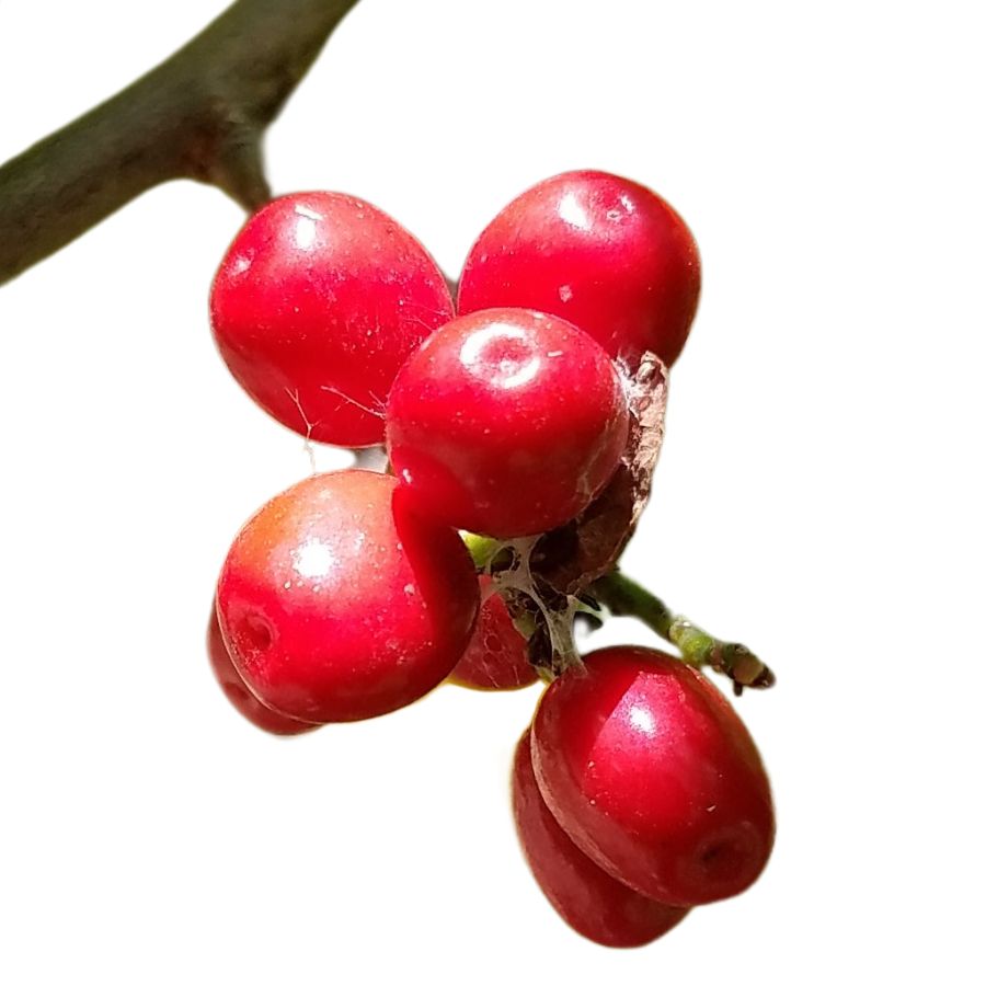 several red spicebush berries