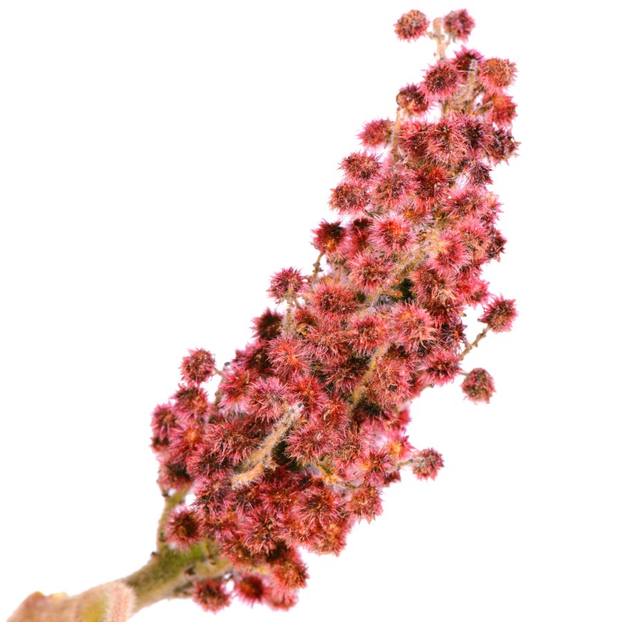red staghorn sumac berries