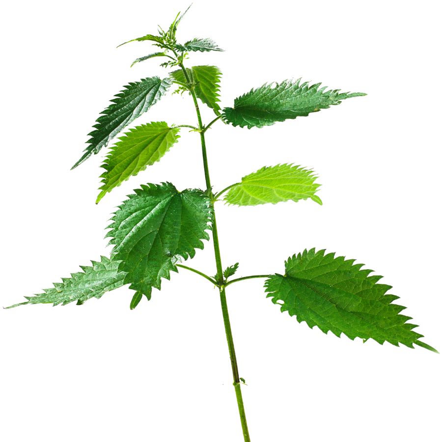 several green stinging nettle leaves on a stem