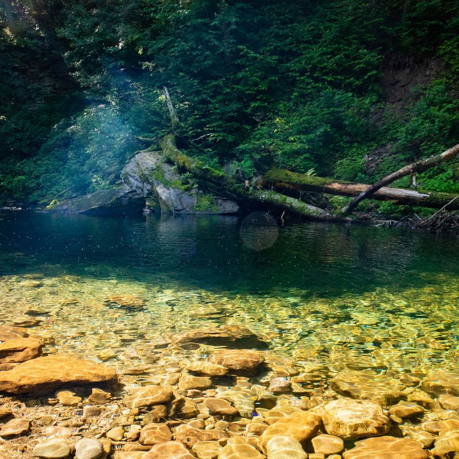 shallow waters and fallen branches