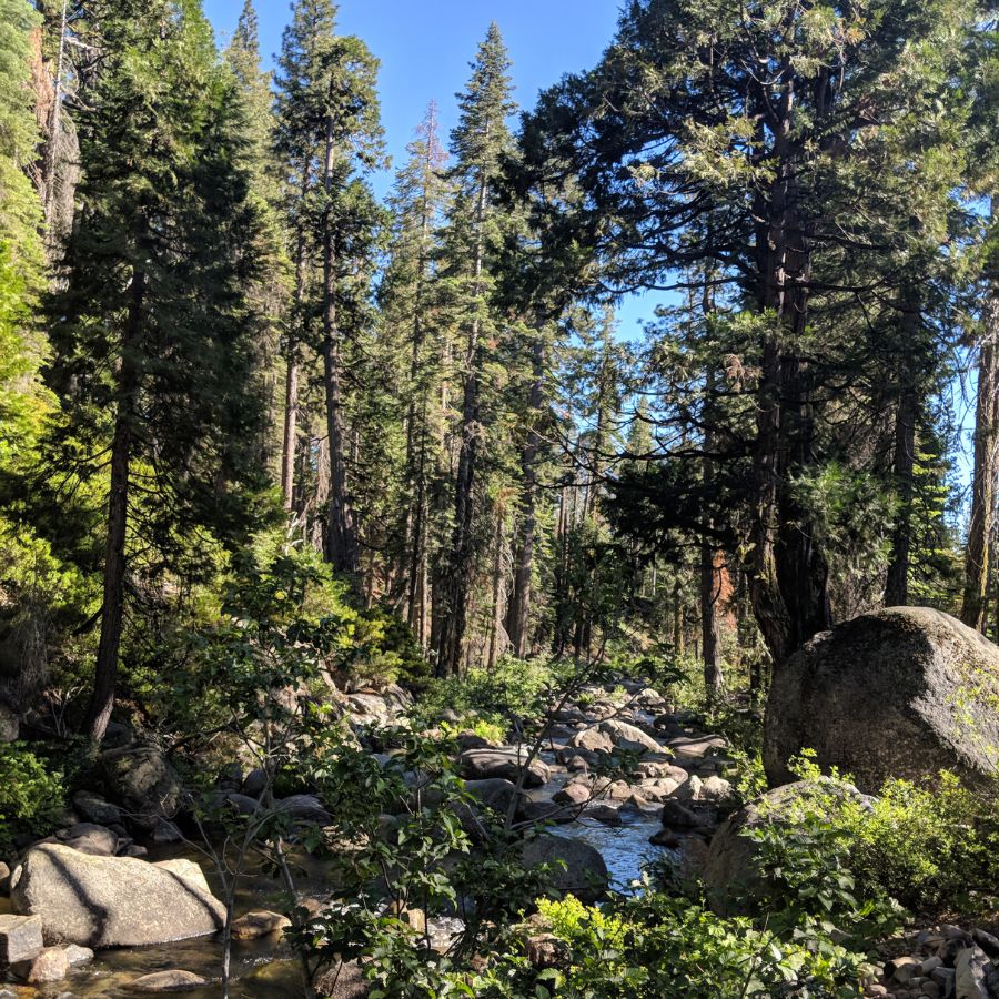 trees and rocks in a forest