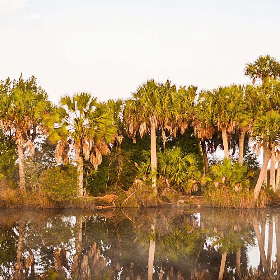 trees lining a body of water